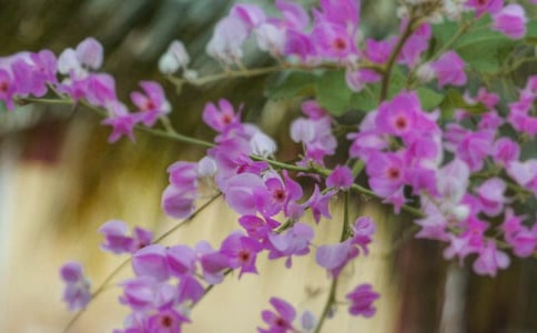 С���ֹ��ж�����̰�