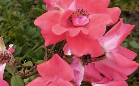 读鸟是树的花朵有感