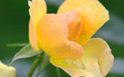 ����������̰�����ʵ�Ļ��䡷��˼