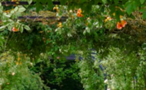 ���˵Ļ�԰�����