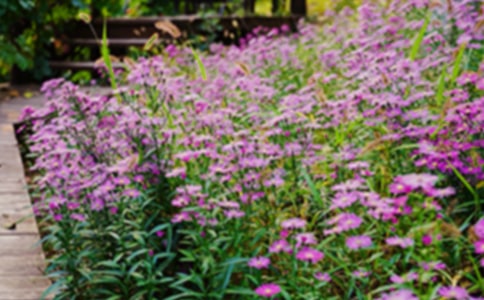 《巨人的花园》教学反思(汇编15篇)