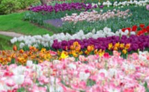 ���޵������˵Ļ�԰��˵�θ�ģ��