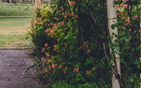 ����Ļ�԰����з�����6ƪ��