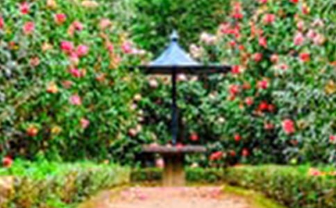 ��ķ����ҹ��԰�����