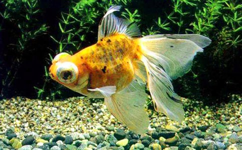 Сѧ���ġ����㡷�̰�