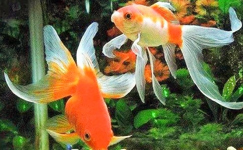 С���������ʿν̰�����ѧ��˼��������ȥ��С���㡷