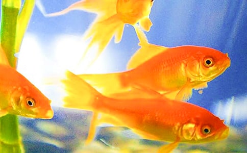 �����ѧ��˼