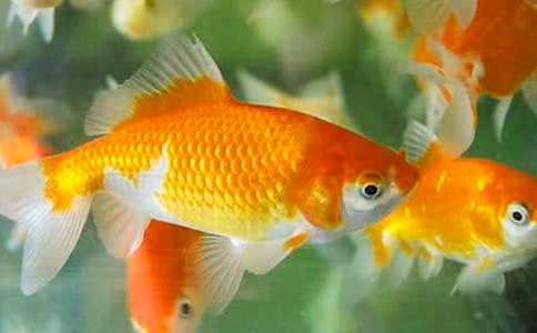 �������ϵĽ��㼧���ۺ��