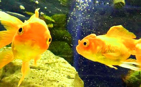 С������С������β�ͽ̰�