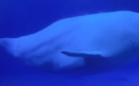 大班语言海滩上的大鲸鱼教案