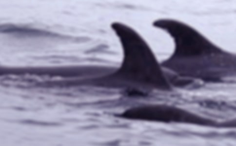 �����㡷�̰�