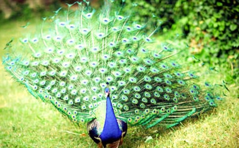 �����ȸ����������ѧ��˼��ͨ��5ƪ��