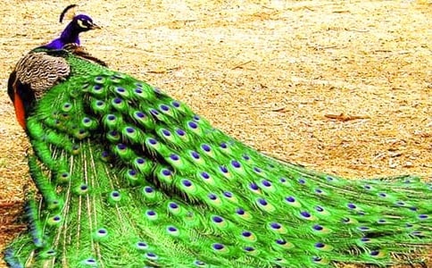 �йء���ȸ���Ϸɡ��̰�3ƪ