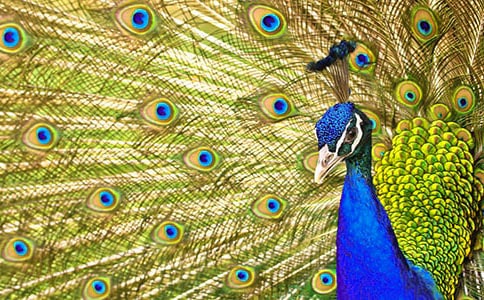 �а�̰�����ȸ��