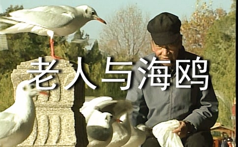 老人与海鸥读书笔记