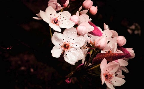 ����·�滨���̰�