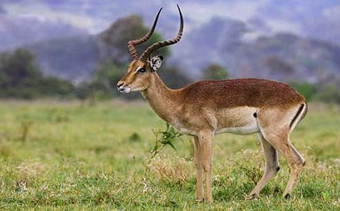 ������Ĺ�ݶ����