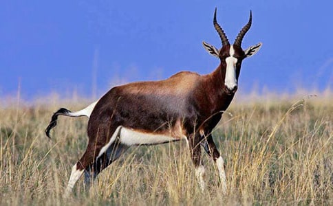 ��ͨ�á�����ľ������