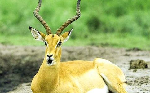 ����ľ�����м���15ƪ