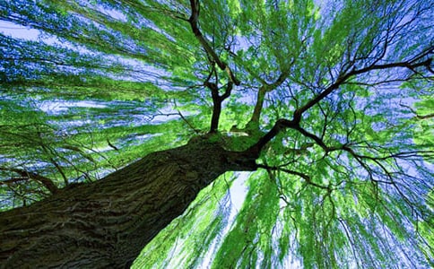 ���ڡ�С������С����������̰���ƪ