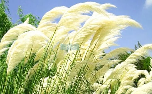 �������ܹ�˼���«έ������̰�