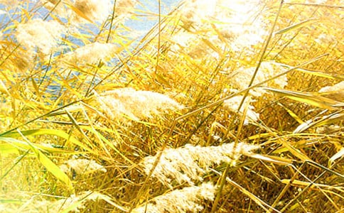 �����«έ��ѧ��˼