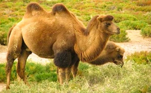 ���������ӡ������14ƪ��������