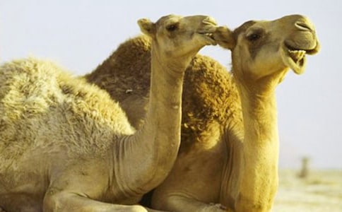 《找骆驼》教学反思(集合15篇)