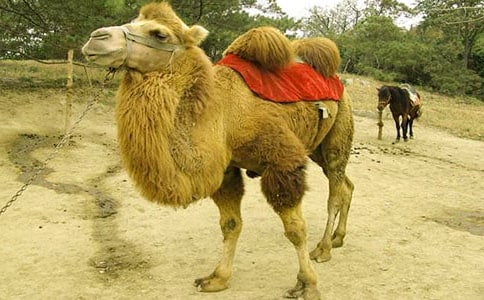 �����ս̰�����