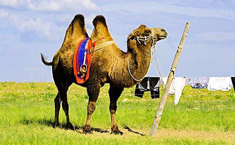 �������ա������