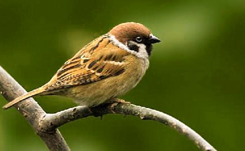 ��С��ȸ���̰����Ļ���10ƪ