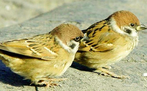 С��ȸ�̰����ĺϼ���ƪ