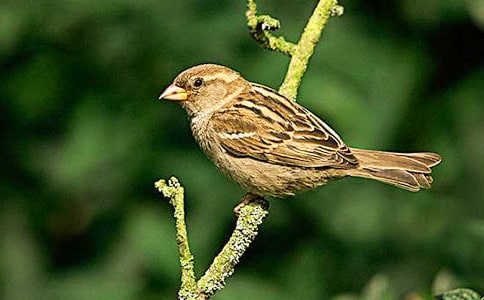 ����ȸ����ѧ��˼15ƪ