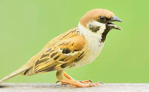 ��ȸ�����ͨ��15ƪ