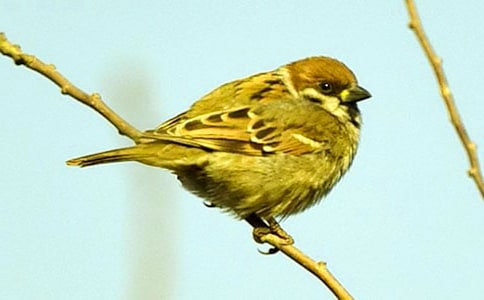 《小麻雀》教案范文汇总5篇