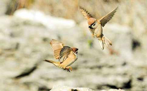 ����ȸ���Ľ�ѧ��˼