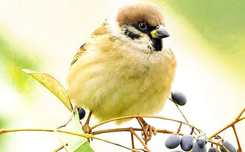 ����ȸ�������15ƪ