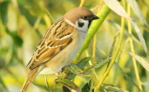 ������������ȸ���и�15ƪ