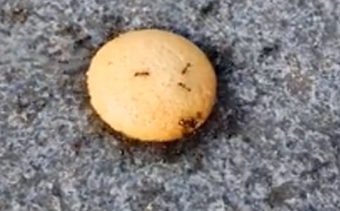 ���������̰�