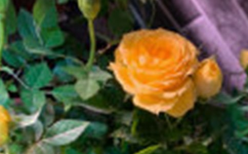 ��õ�����õ������