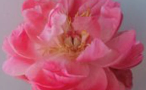 С¹��õ�廨�̰�(����15ƪ)