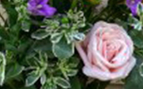 ��С¹��õ�廨����ѧ��˼(15ƪ)