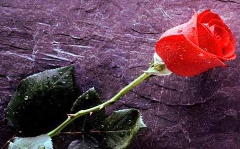 ���꼶��С¹��õ�廨���̰�