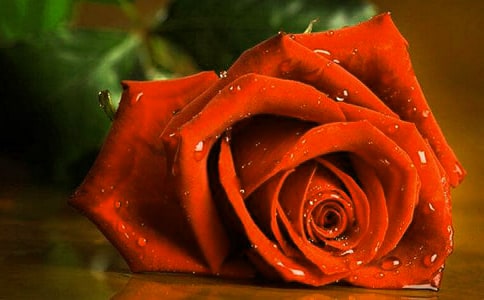 《小鹿的玫瑰花》教学反思(合集)