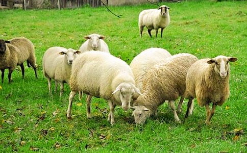 �������С��������