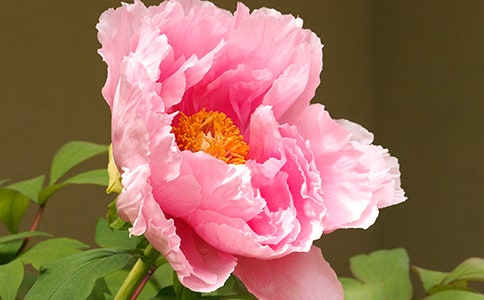 ��ĵ��ͤ�������