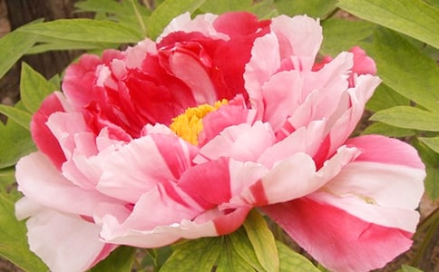 ��ĵ��ͤ������з�������