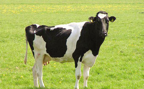 ��ֳ��ţ�ɹ���ͬ