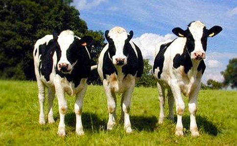 ��ţ������ͬ3ƪ