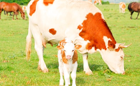 2022����������ţ���϶�����ͬ